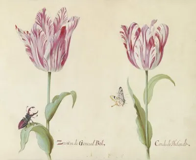 Twee tulpen met vliegend hert en vlinder Zussen de General Bol Conde de Holandt (1637) (Twee tulpen met vliegend hert en vlinder Zussen de General Bol Conde de Holandt (1637))