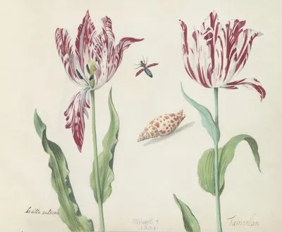 Twee tulpen met schelp en vliegende kever La bella sultana Tamerlan (1637) (Twee tulpen met schelp en vliegende kever La bella sultana Tamerlan (1637))