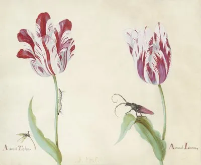 Twee tulpen met waterjuffer, rups en kever Amaral Tarlon Amaral Latun (1637) (Twee tulpen met waterjuffer, rups en kever Amaral Tarlon Amaral Latun (1637))