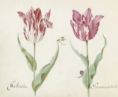 Twee tulpen met waterjuffer en slak Wit Schilder Germarmol van der Heick (1637) (Twee tulpen met waterjuffer en slak Wit Schilder Germarmol van der Heick (1637))