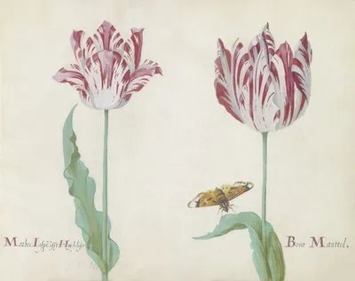 Twee tulpen met vlinder Marbre Laspe offt Hoijdelifes Bont Manttel (1637) (Twee tulpen met vlinder Marbre Laspe offt Hoijdelifes Bont Manttel (1637))