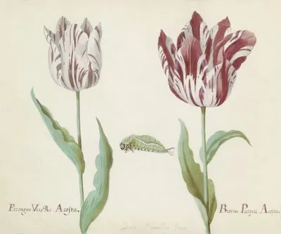 Twee tulpen met rups Parangun Vizo Rei Acosta Broene Purper Acosta (1637) (Twee tulpen met rups Parangun Vizo Rei Acosta Broene Purper Acosta (1637))