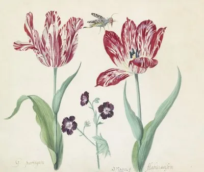 Twee tulpen met ooievaarsbek en insect G. parragun flabuiansen (1637) (Twee tulpen met ooievaarsbek en insect G. parragun flabuiansen (1637))