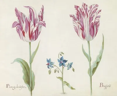Twee tulpen met onbekende bloeiende plant Plumage da Costa Buspolo (1637) (Twee tulpen met onbekende bloeiende plant Plumage da Costa Buspolo (1637))