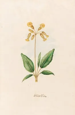 Schlüssel=Blüm (1692)