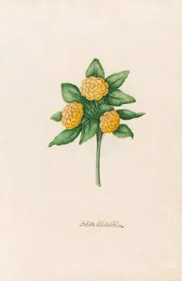 Gefüste Schlüsselblüm (1692)