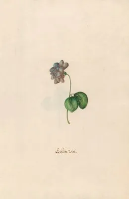 Gefüslte Viol (1692)