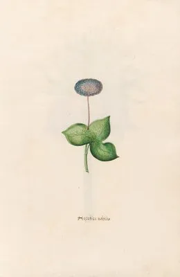 Hepatica nobilis (1692) (Hepatica nobilis (1692))