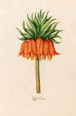 Kaÿser Kron (1692)