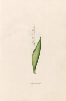 Maÿen Blümlein (1692)