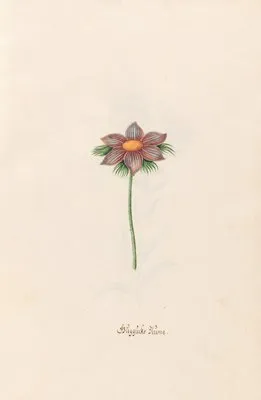 Güggücks Blüme (1692)