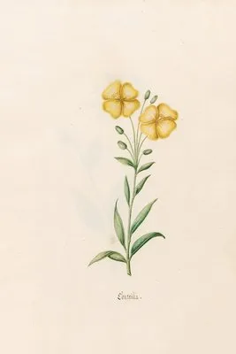 Kontrilla (1692) (Kontrilla (1692))