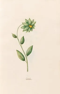 Contrilla (1692) (Contrilla (1692))