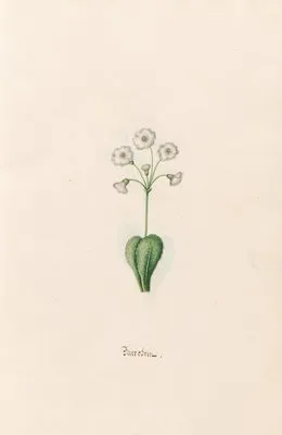 Baerobren (1692) (Baerobren (1692))