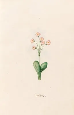 Baernobren (1692) (Baernobren (1692))