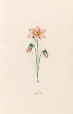 Püsifilla (1692)