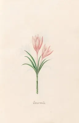 Crocus vernüs (1692)
