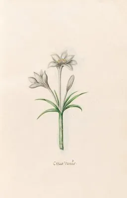 Crocus Vernüs (1692)