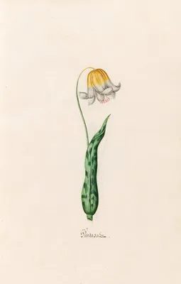 Hundszahn (1692) (Hundszahn (1692))