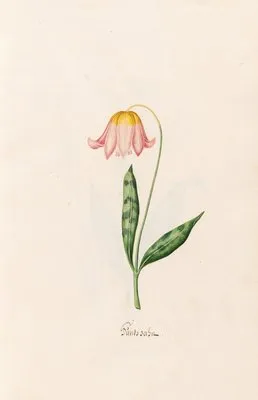 Hundszahn (1692) (Hundszahn (1692))