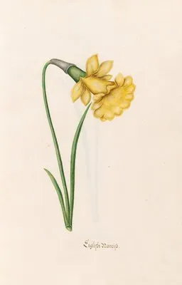 Englishe narciss (1692) (Englishe narciss (1692))