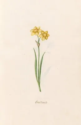 Stern Narciss (1692) (Stern Narciss (1692))