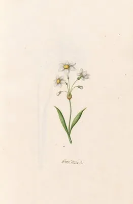 Stern Narciss (1692) (Stern Narciss (1692))