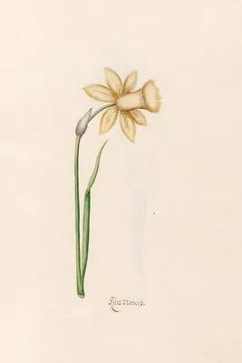 Keleb Narciss (1692) (Keleb Narciss (1692))