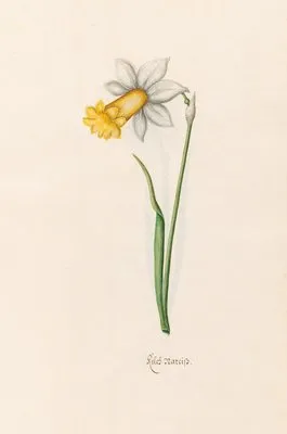 Keleb Narciss (1692) (Keleb Narciss (1692))