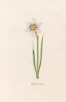 Einfache Narciss (1692) (Einfache Narciss (1692))