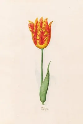 Tülipa (1692)