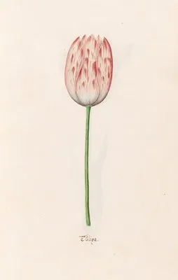 Tülipa (1692)