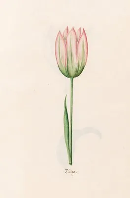 Tülipa (1692)