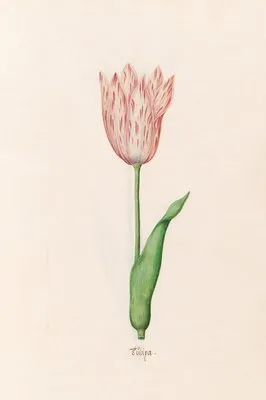 Tülipa (1692)
