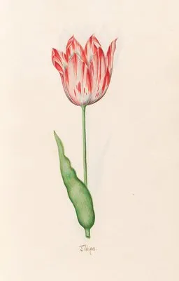 Tülipa (1692)
