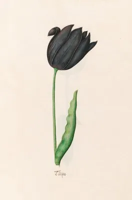 Tülipa (1692)