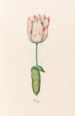 Tülipa (1692)