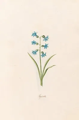 Hÿacints (1692)
