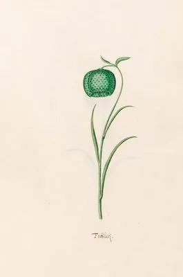 Frittilari. [Fritillaria] (1692) (Frittilari. [Fritillaria] (1692))