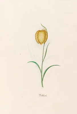 Frittilari. [Fritillaria] (1692) (Frittilari. [Fritillaria] (1692))
