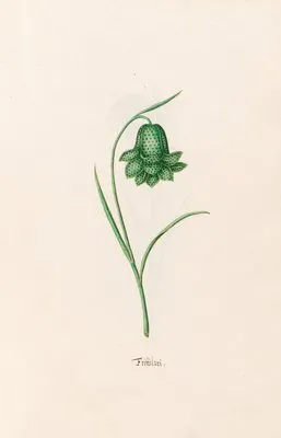 Frittilari. [Fritillaria] (1692) (Frittilari. [Fritillaria] (1692))