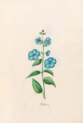 Blattaria (1692) (Blattaria (1692))