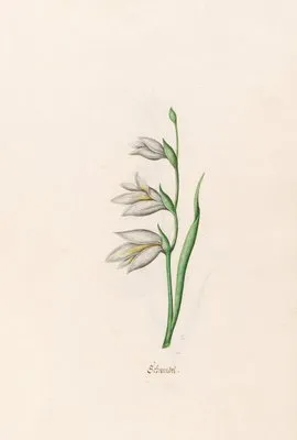 Schwendel (1692) (Schwendel (1692))