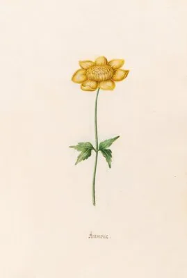 Anemone (1692) (Anemone (1692))