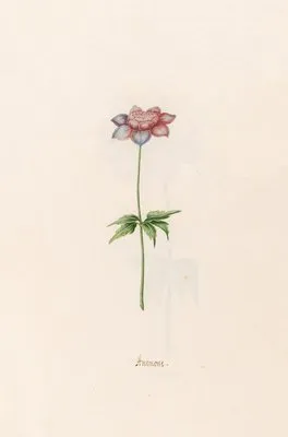Anemone (1692) (Anemone (1692))