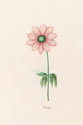 Anemone (1692) (Anemone (1692))
