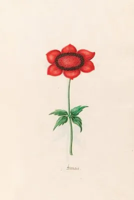 Anemone (1692) (Anemone (1692))