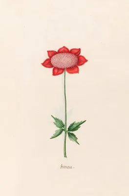 Anemone (1692) (Anemone (1692))