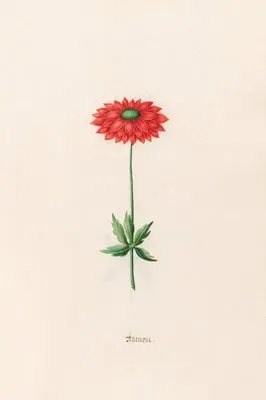Anemone (1692) (Anemone (1692))