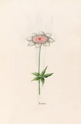 Anemone (1692) (Anemone (1692))